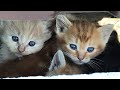 I Rescued Four Little Kittens From A Dangerous Spot