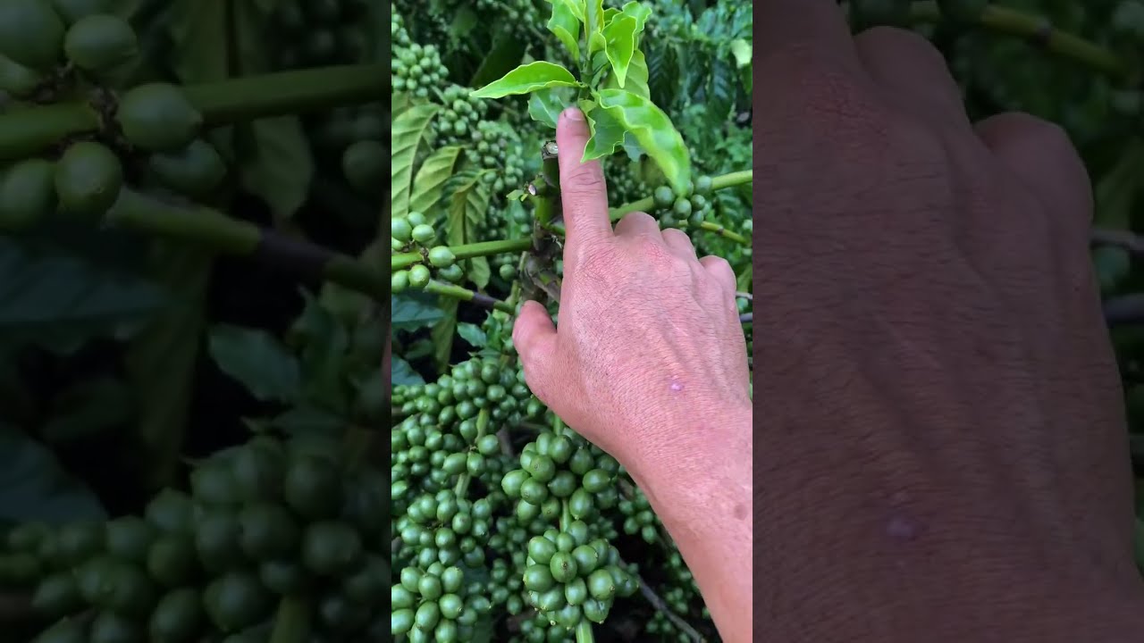 Quy trình quản lý vàng lá chết ngọn đầy đủ và ngắn gọn !