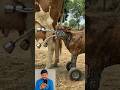 “Greedy Thieves Betray Their Boss 😱🤖 | Robot Cow Scam EXPOSED!”#viral #trending #storytime#funny #yt