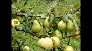 Как заставить грушу рано плодить