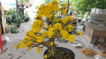 Giao lưu mai Tết cúc thọ hương và đại lộc ngày 29 ,12 2022 ĐT 0977329080 hiền