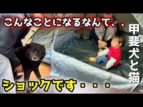 【後悔】テントで遊んでたらこうなった・・・【甲斐犬一休と猫のしずく】