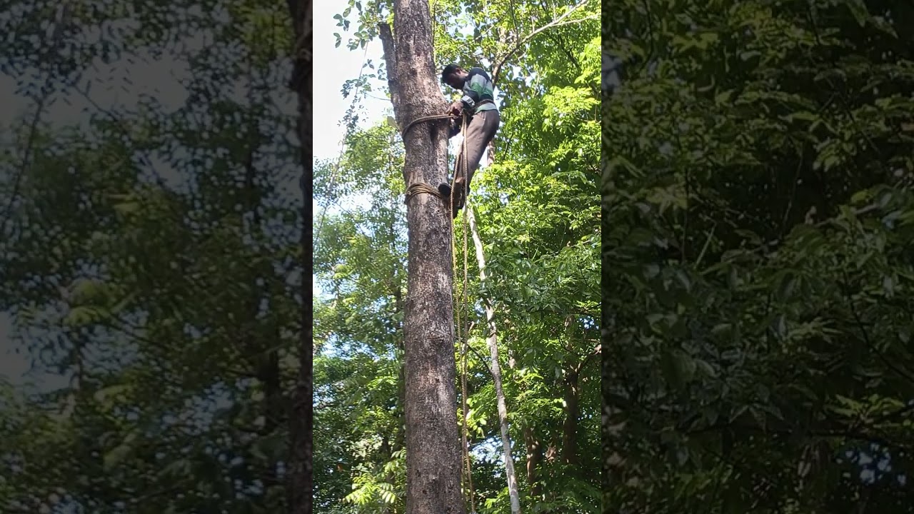 മാലൂർ തേക്ക് മുറി. Please subscribe and like and share contact number 9947487325.