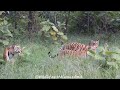 The Famous Five Fam-Jam - Tigress P151 with her four curious cubs at the Panna Tiger Reserve.