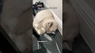Dnt Stay tuned for more on where to see his live graduation, where he’ll be sleeping plus biscuits