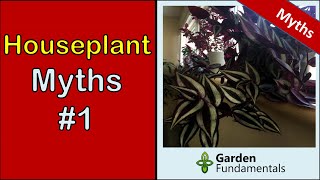 10 Houseplant Myths You Need to Know ⏰💲⏰Save time and money.