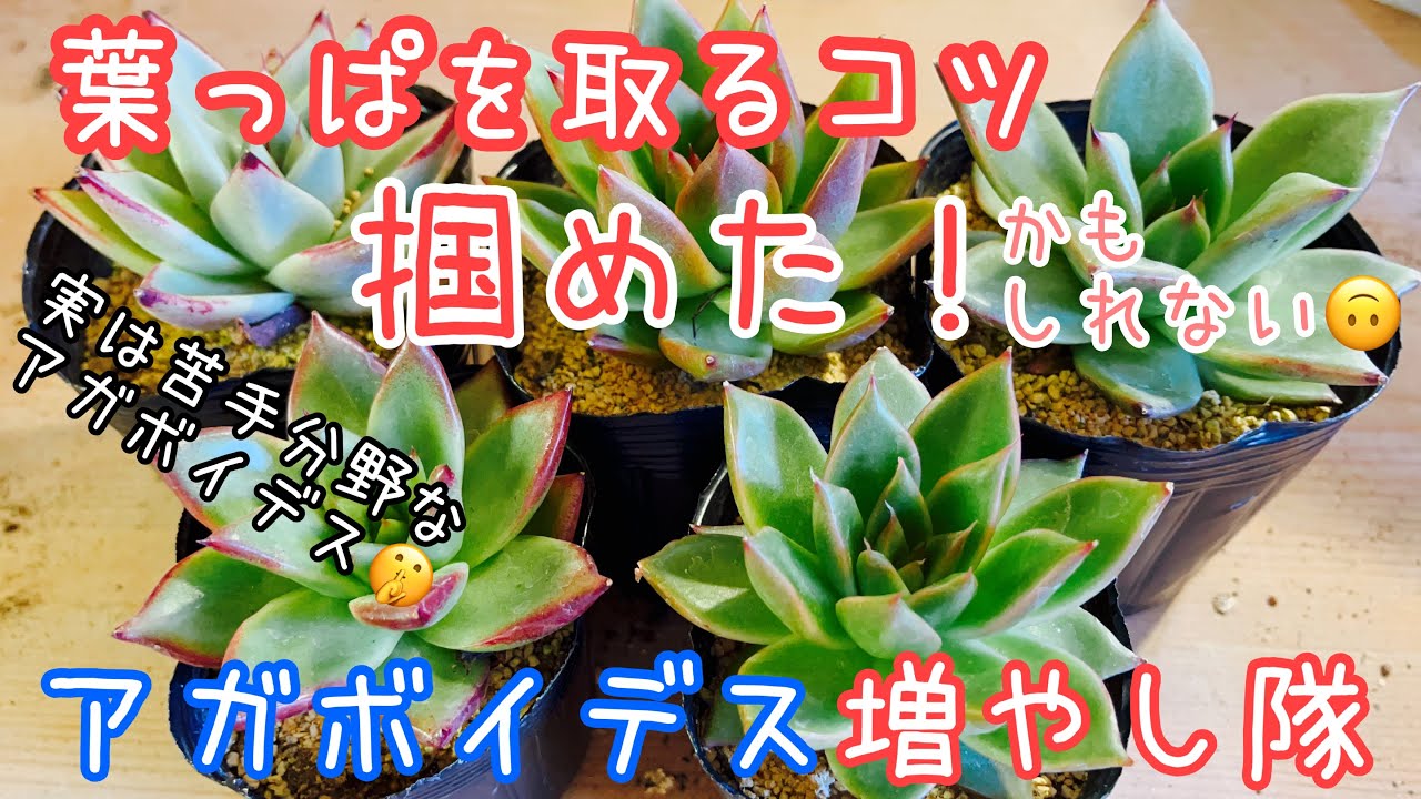 多肉植物]アガボイデスの葉挿し、上手くいくかやってみよー！ - YouTube