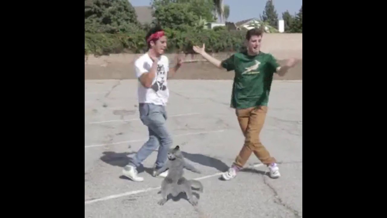 Moto Moto Cat Whip nae nae YouTube