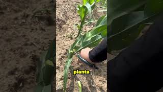 El Truco Para Obtener Mazorcas De Maíz Más Grandes