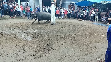 #4 Điệu Nhảy Tế Trâu Trước Khi Đâm | Đám Cưới Truyền Thống Người Cơ Tu