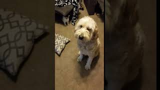 Odin-TX available for adoption through IDOG Rescue