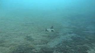Ultimate Eagle Ray Slow Motion With Twixtor Pro And Adobe After Effects