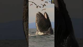 🐋 Blue Whale Ke 4 Sabse Bade Raaz! | Part 2 | Amazing Facts | #shorts