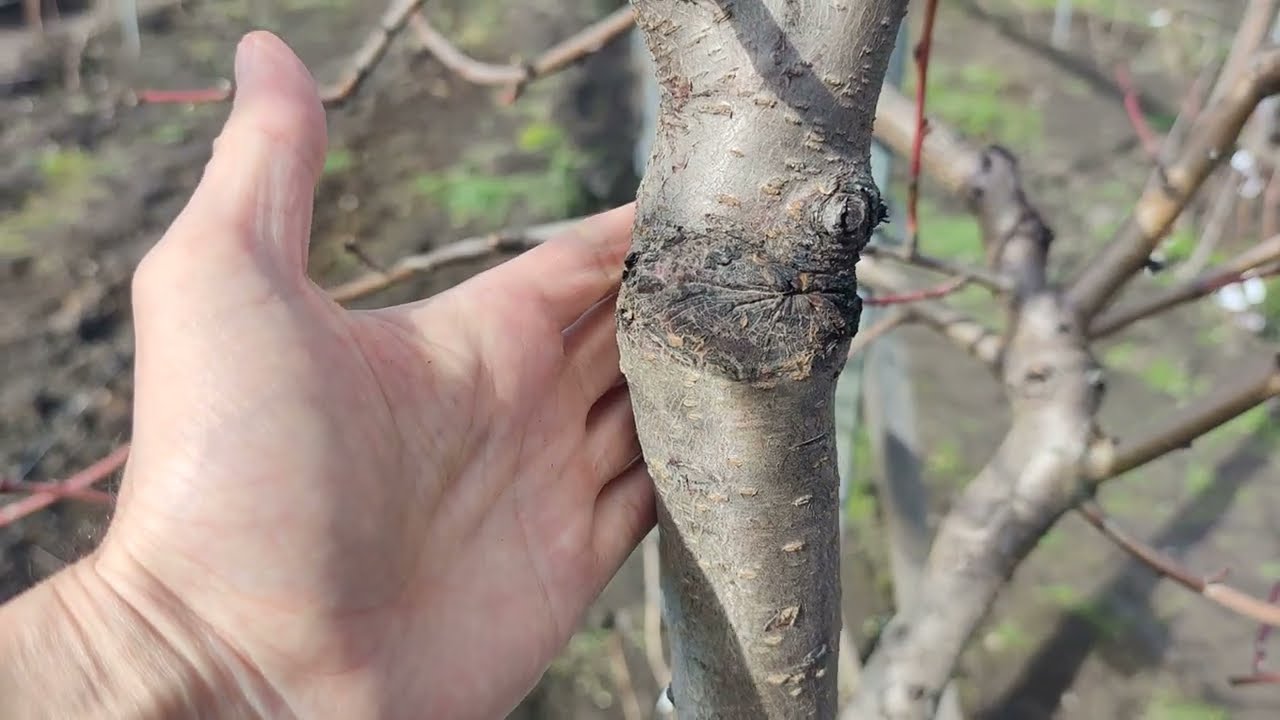 Привитой Персик даст урожай? Смотрите результаты