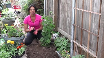 How to Kill Weeds Around Raspberries : The Chef