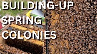 Building up Spring colonies