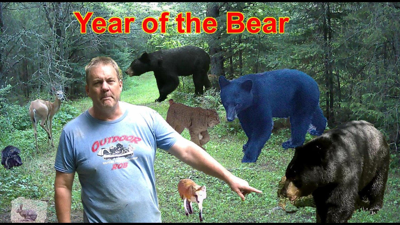 Year of the Bears Trail Cam many Animals Wild Life Deer Coyote Lynx Racoon North West Ontario