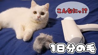 飼い猫の抜け毛で毛ボールを作ってみた！