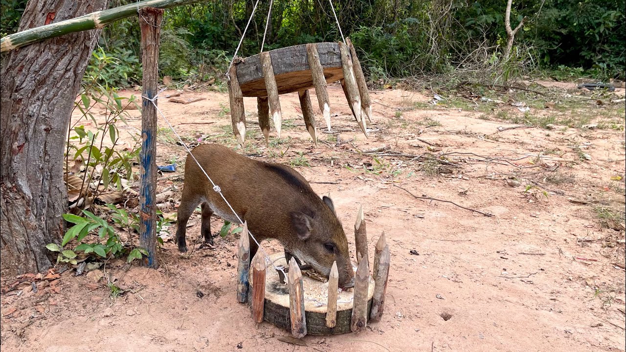 Creative Unique Wild Pig Trap Using Big Wood&Big Palm tree - Best Wild Pig Trap 