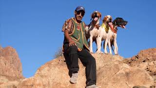 English pointer in Morocco