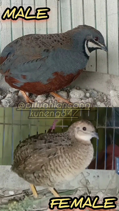 suara puyuh batu yang lagi birahi.