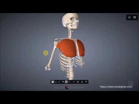 Video: Brustmuskeln Anatomie, Diagramm & Funktion - Körperkarten