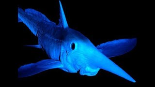 Long-Nosed Chimaera - Deepsea Oddities
