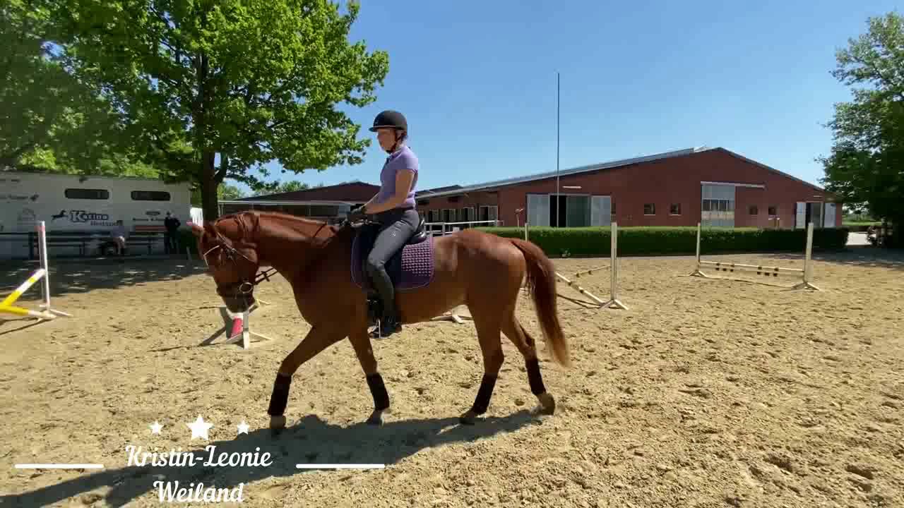 Stangentraining Young Horse Training...Flipper im Stangenlabyrinth