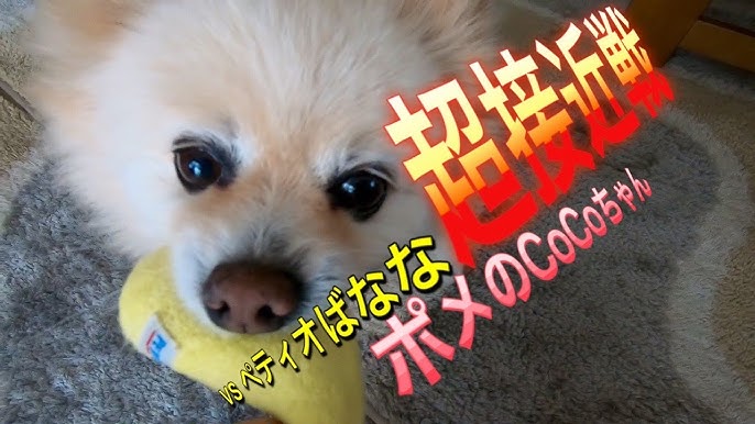 Time Travel Vol1 ポメのcocoちゃん ポメラニアン 小型犬 癒し犬動画 ポメのcoco Youtube Time Travel Vol1 ポメのcocoちゃん ポメラニアン 小型犬 癒し犬動画 ポメのcoco Youtube