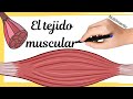 El TEJIDO MUSCULAR