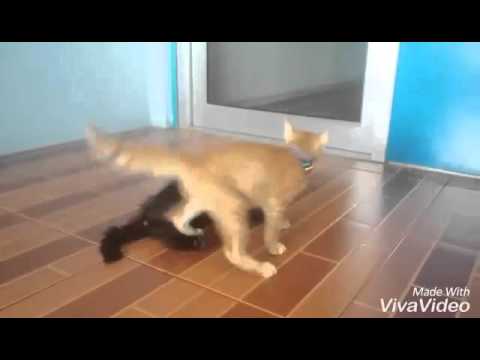 แมวตีกัน(พากย์นรก)EP.2