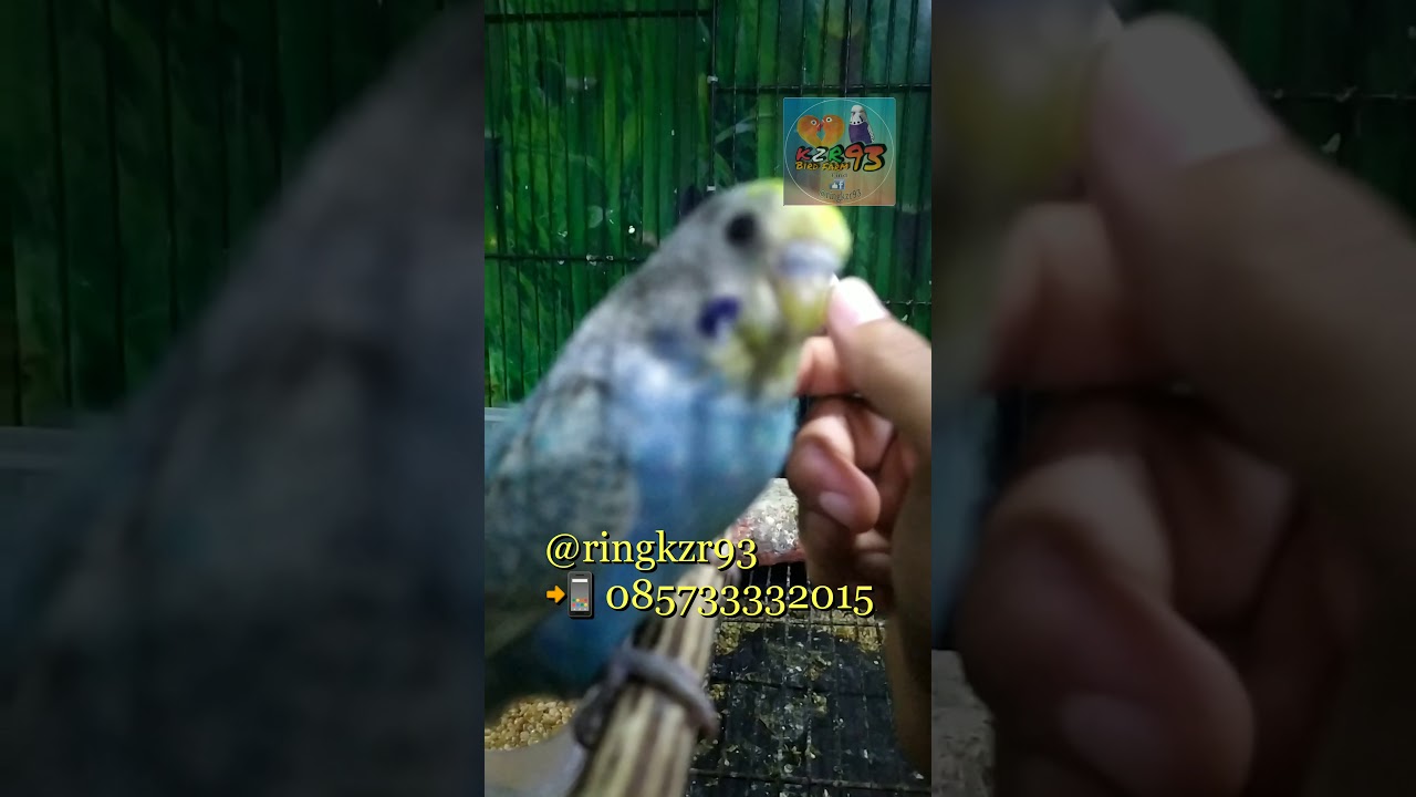 Suasana kandang koloni parkit di malam hari 