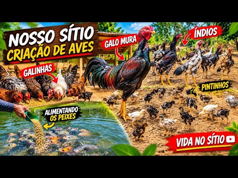 🔥RAISING CHICKENS, MURA ROOSTER AND FREE-RANGE CHICKS! 😱🐔 AND FEEDING THE FISH TOO!