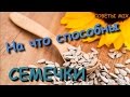 Любопытные факты: Что будет если есть много семечек? Польза или вред - Все о подсолнечных семечках