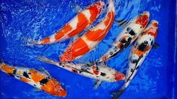 Cá Koi F1 Tuyển Giống Cho sinh sản