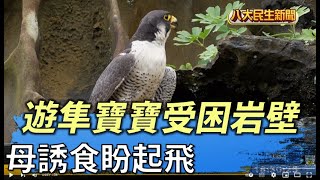 遊隼寶寶受困岩壁 母誘食盼起飛 |【民生八方事】| 2022051106 @gtvnews27