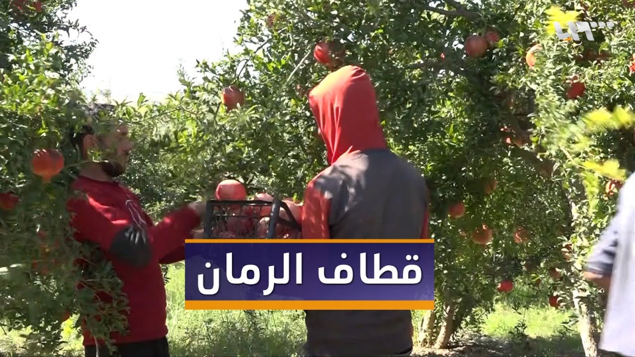كاميرا تلفزيون سوريا ترصد بدء موسم قطاف الرمان في منطقة حوض العاصي