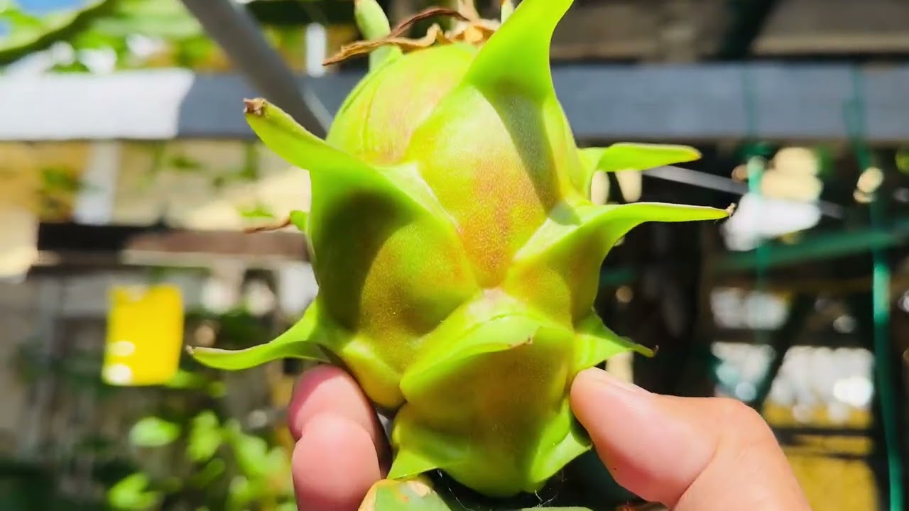 Super rare Taiwan Green Dragon fruit