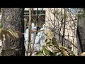 旭山動物園職員を死体損壊容疑で逮捕