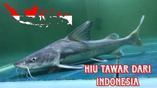 Hemiarius Stormii Storm Catfish