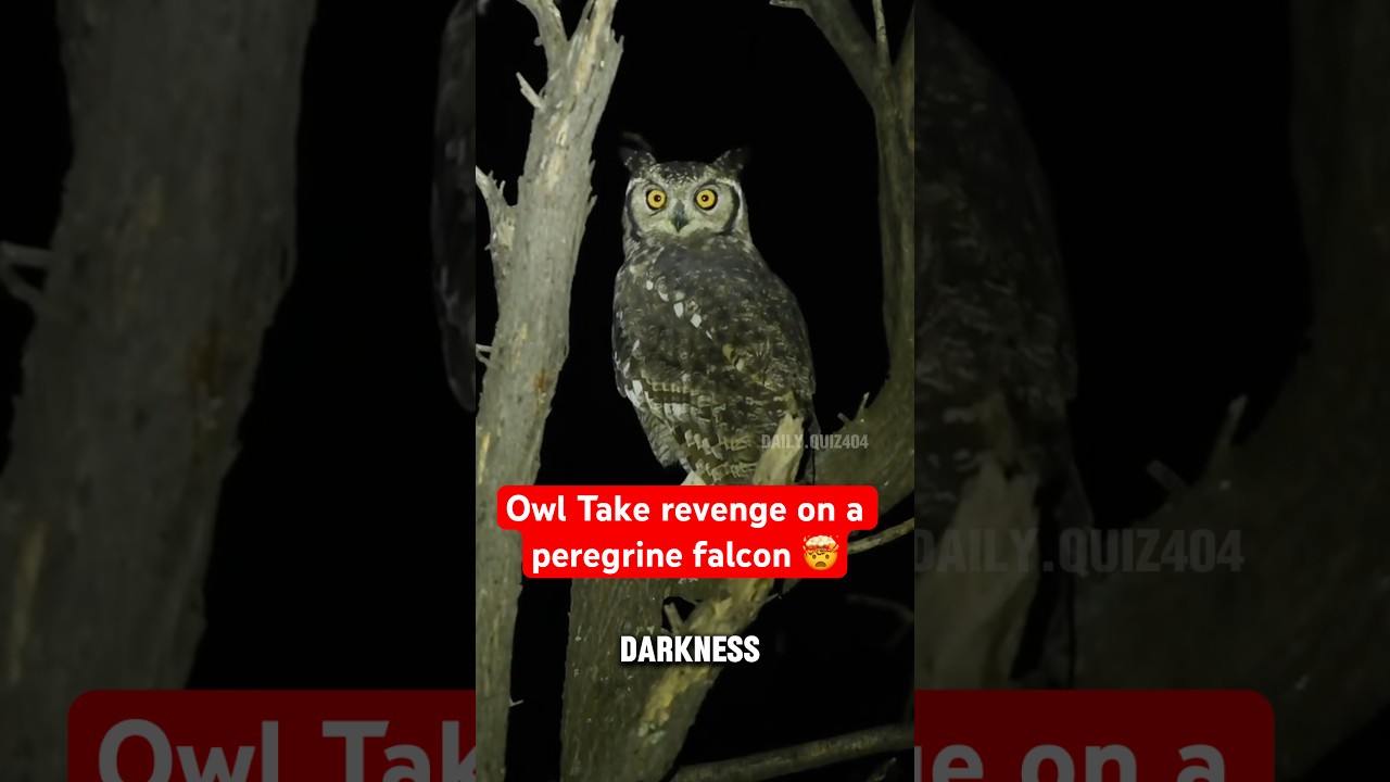 Owl Take revenge on a peregrine falcon 🤯  