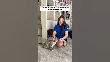 Как научить кота сидеть?