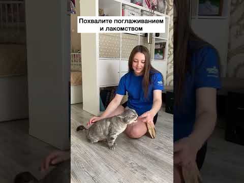 Видео: Как отучить кота петь?