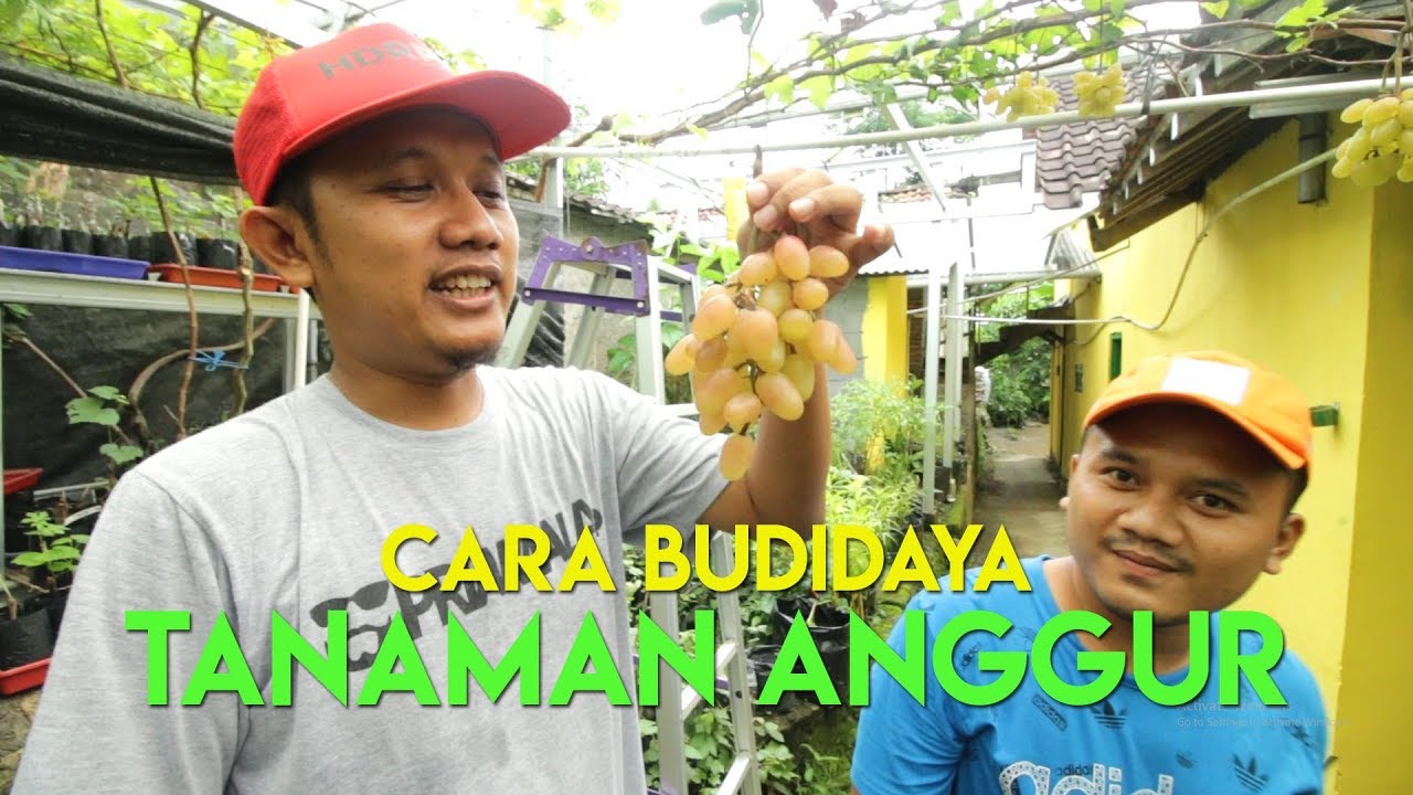 CARA BUDIDAYA ANGGUR DALAM POT ft. SHODIQ 