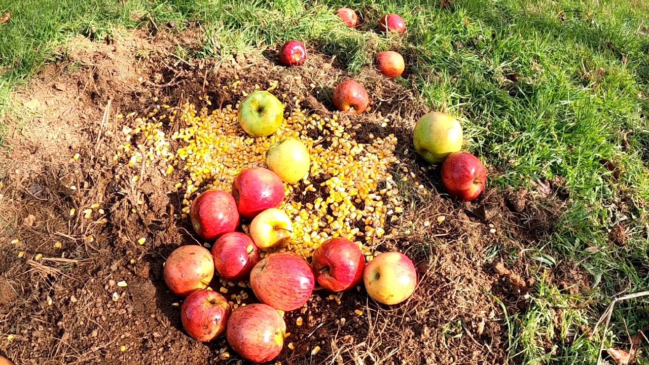 Deer Season 2022 Day 2 YouTube