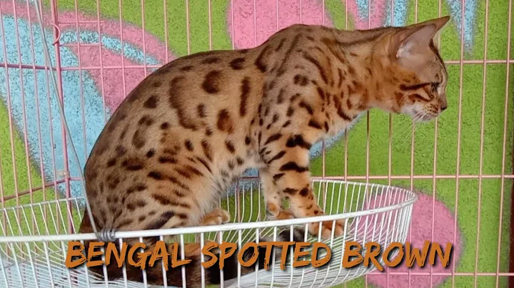 Watch the video about Bengal Spotted Brown