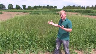 Soybean School: Row Orientation