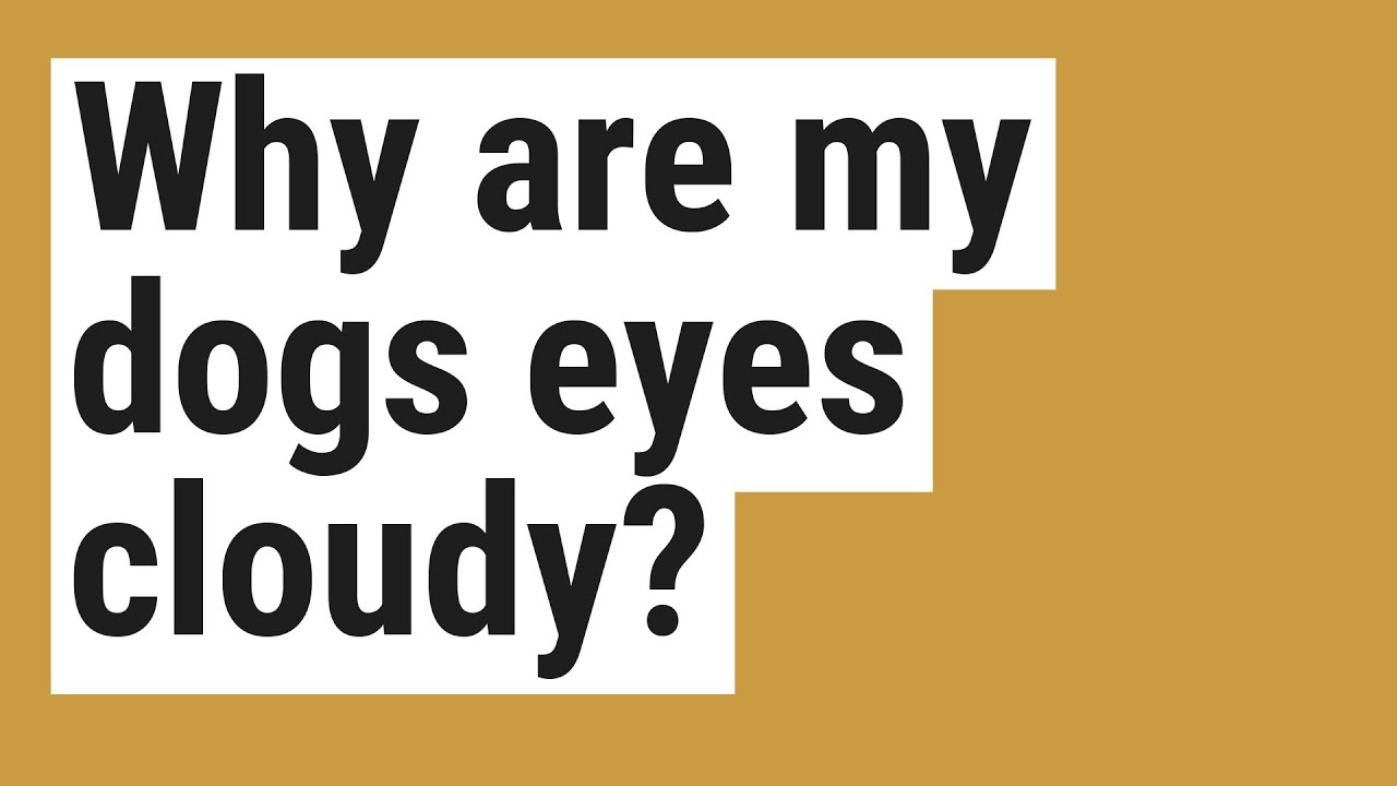 Why are my dogs eyes cloudy? - YouTube