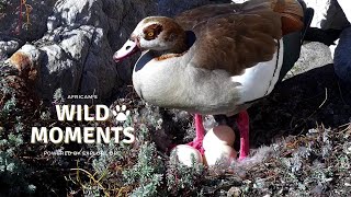 Nest Watch & Hank The Hippo | Wild Moments | August 22