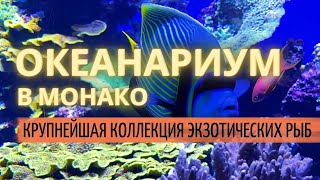 Легендарный океанариум в Монако. Богатейшая коллекция экзотических рыб со всего мира.